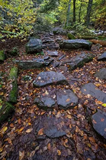 Pennsylvania Prints: USA, Pennsylvania. Ricketts Glen State Park, fallen leaves along the trail