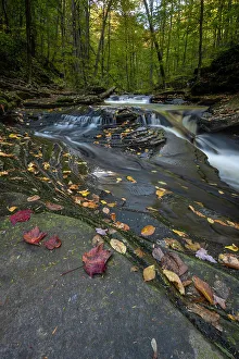 Pennsylvania Prints: USA, Pennsylvania. Ricketts Glen State Park, fallen leaves and creek