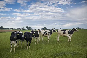 Mid Atlantic Prints: USA, Pennsylvania, Ronks. cows