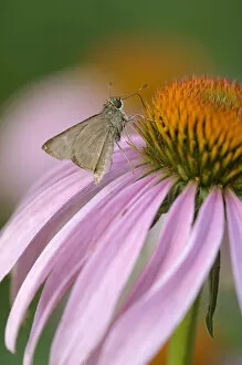 USA, Pennsylvania. Skipper butterfly on cone flower