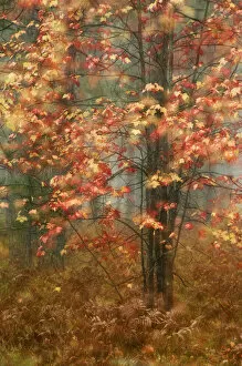 USA, Pennsylvania. Sunlight on autumn leaves