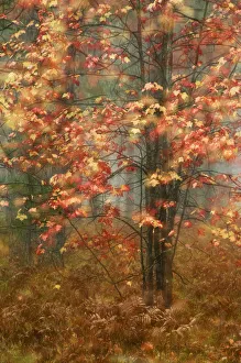 Images Dated 6th February 2006: USA, Pennsylvania. Sunlight on autumn leaves
