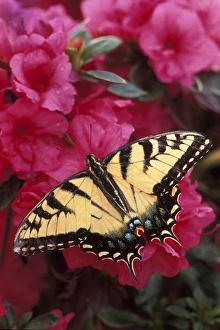 Butter Fly Prints: USA, Pennsylvania. Swallowtail butterfly on azalea