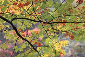 USA, Pennsylvania. Tree branch in autumn light