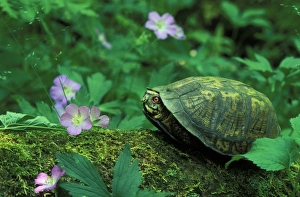 Hiding Prints: USA, Pennsylvania. Turtle on fallen log