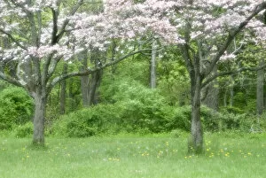 USA, Pennsylvania, Valley Forge National Historical Park. Spring, seasonal. Credit as