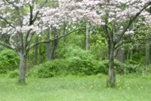 Valley Forge Prints: USA, Pennsylvania, Valley Forge National Historical Park. Spring, seasonal. Credit as