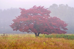 Images Dated 2nd October 2012: USA, Pennsylvania, Valley Forge National Park