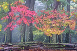 Images Dated 3rd October 2012: USA, Pennsylvania, Valley Forge National Park. Misty sunrise on split-rail fence in forest