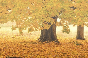Images Dated 19th October 2012: USA, Pennsylvania, Valley Forge National Park. Foggy sunrise on trees in autumn colors