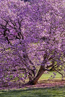 Images Dated 1st May 2015: USA, Pennsylvania, Wayne, Chanticleer Garden