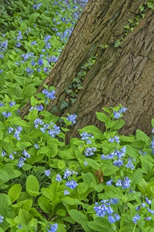 Images Dated 1st May 2015: USA, Pennsylvania, Wayne, Chanticleer Garden