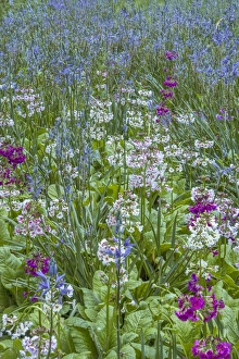 USA, Pennsylvania, Wayne, Chanticleer Garden. Blooming flowers in spring garden. Credit as