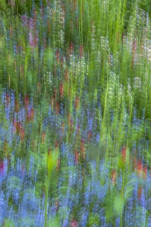 USA, Pennsylvania, Wayne, Chanticleer Garden. Abstract of blooming flowers in spring garden