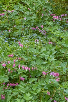 Images Dated 12th May 2015: USA, Pennsylvania, Wayne, Chanticleer Garden