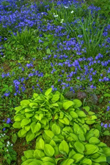 Images Dated 12th May 2015: USA, Pennsylvania, Wayne, Chanticleer Garden
