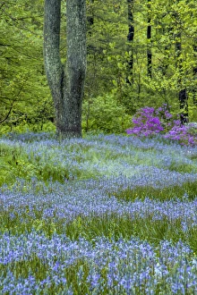 Pennsylvania Prints: USA, Pennsylvania, Wayne, Chanticleer Garden. Blooming flowers in spring garden. Credit as