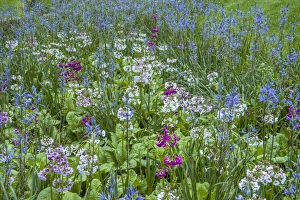 Pennsylvania Prints: USA, Pennsylvania, Wayne, Chanticleer Garden. Blooming flowers in spring garden. Credit as