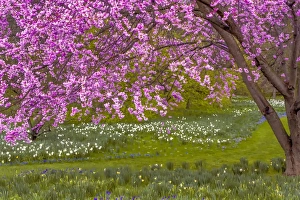 Images Dated 1st April 2016: USA, Pennsylvania, Wayne, Chanticleer Garden. Cherry blossom tree in garden. Credit as