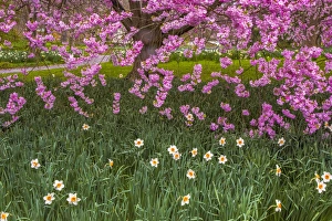 Images Dated 1st April 2016: USA, Pennsylvania, Wayne, Chanticleer Garden. Cherry blossom tree in garden. Credit as