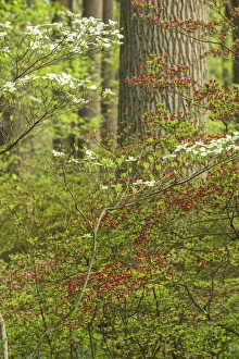 Images Dated 1st May 2015: USA, Pennsylvania, Wayne, Chanticleer Garden