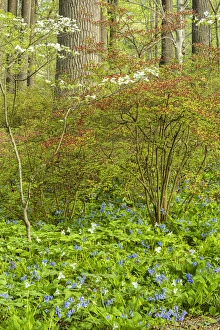 Images Dated 1st May 2015: USA, Pennsylvania, Wayne, Chanticleer Garden