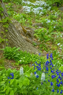 Images Dated 12th May 2015: USA, Pennsylvania, Wayne, Chanticleer Garden