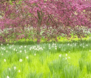USA, Pennsylvania, Wayne and Chanticleer Gardens springtime blooming crabapple