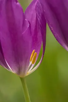 Images Dated 10th May 2015: USA, Pennsylvania, Wayne. Tulip in Chanticleer Garden