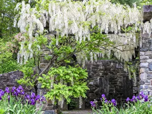 Patio Prints: USA, Pennsylvania. White wisteria hanging over a patio in a garden with purple iris below