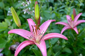Images Dated 27th September 2005: U.S.A. Reading, Massachusetts, Pink Asiatic lilies