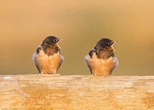 Fledgling Prints: USA, Red Rock Lakes National Wildlife Refuge, Barn Swallow fledglings begging for food
