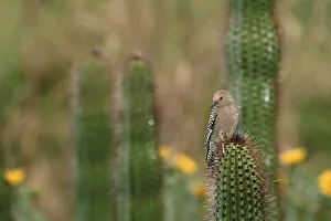 Images Dated 15th October 2004: USA, Saguaro National