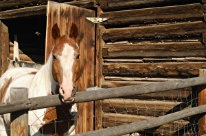Images Dated 31st December 2005: USA, Salmon, Idaho, Horses at Log Barn