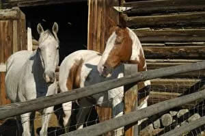 USA, Salmon, Idaho, Horses at Log Barn