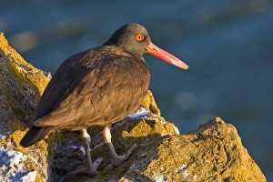 USA, San Juan Islands, Strawbery Island, Washington. Year-round resident Black Oystercatcher