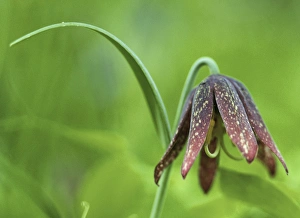 USA, San Juan Islands, Washington. Chocolate (LilyFritillaria affinis) on Nature