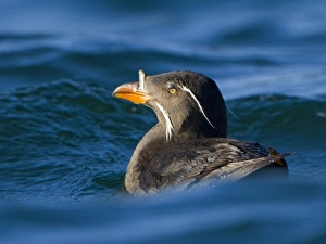 Images Dated 22nd April 2010: USA, San Juan Islands, Washington. Rhinoceros Auklet in breeding plumage in waves