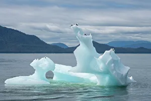 Floating Prints: USA, SE Alaska, Inside Passage. Black-legged kittiwakes on iceberg