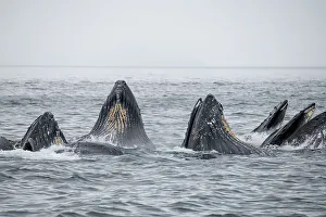 Images Dated 8th January 2023: USA, SE Alaska, Inside Passage, Fredrick Sound. Humpback whales bubble net feeding