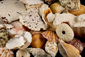Images Dated 11th April 2013: USA - Detail of seashells from around the world