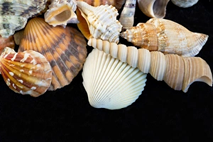 USA - Detail of seashells from around the world