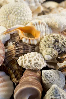 Images Dated 10th April 2013: USA - Detail of seashells from around the world