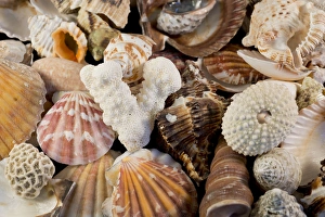 Images Dated 10th April 2013: USA - Detail of seashells from around the world