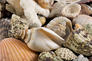 Images Dated 11th April 2013: USA - Detail of seashells from around the world