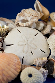 USA - Detail of seashells from around the world