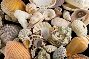 Images Dated 11th April 2013: USA - Detail of seashells from around the world