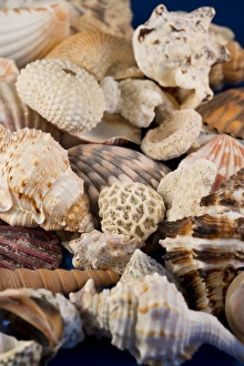 Images Dated 10th April 2013: USA - Detail of seashells from around the world