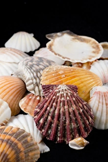 Images Dated 11th April 2013: USA - Detail of seashells from around the world