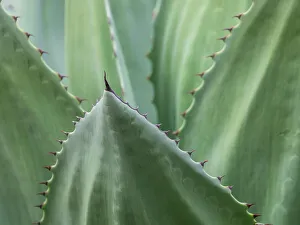 King County Prints: Usa, Seattle. Century plant close-up